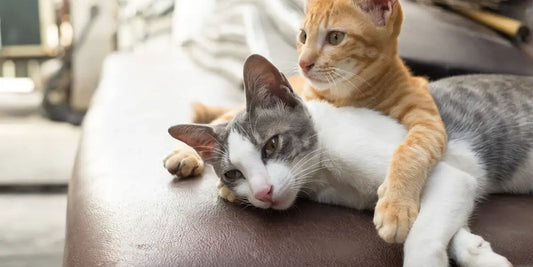 The way to eliminate pet dander