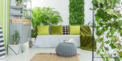 Some proper plants for purifying the air of your house